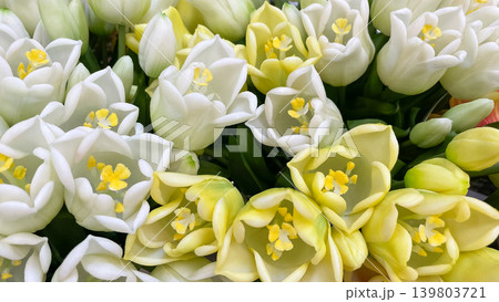 Bright background of dense artificial white and yellow tulip flowers with green leaves in close up Bright background of dense artificial white and yellow tulip flowers with green leaves in close up 139803721