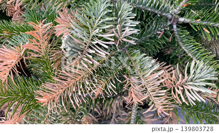 Close up of browning Abies alba fir branches showing seasonal needle discoloration and winter burn Close up of browning Abies alba fir branches showing seasonal needle discoloration and winter burn 139803728