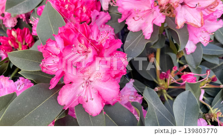 Vibrant pink Catawba rhododendron blossoms cluster beautifully among thick green evergreen leaves Vibrant pink Catawba rhododendron blossoms cluster beautifully among thick green evergreen leaves 139803770