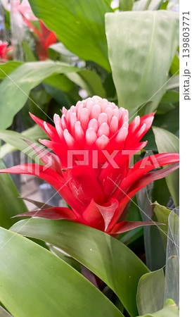 Vibrant red Guzmania bromeliad flower with a white center blooming beautifully amidst green leaves 139803771