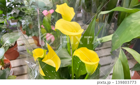 Vibrant yellow Zantedeschia calla lily flowers blooming beautifully in a commercial greenhouse or plant shop Vibrant yellow Zantedeschia calla lily flowers blooming beautifully in a commercial greenhouse or plant shop 139803773