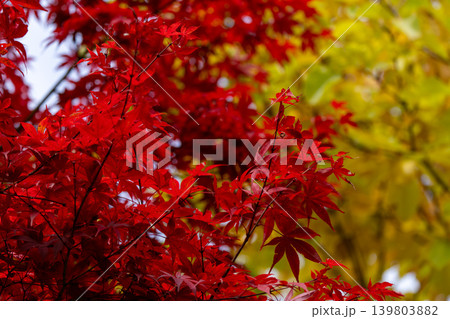 紅葉の風景 紅葉の風景 139803882