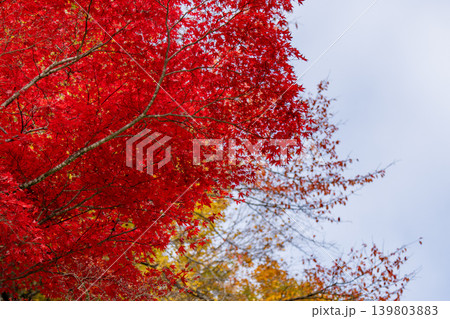 紅葉の風景2 紅葉の風景2 139803883