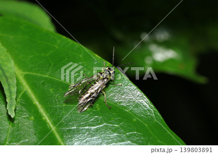 日本の森の青葉上にクロムネアオハバチ成虫（日本自然昆虫生態ストロボマクロ撮影） 139803891