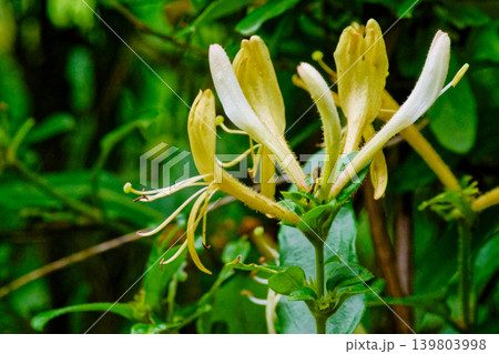 常緑つる性木本スイカズラ科スイカズラの花 常緑つる性木本スイカズラ科スイカズラの花 139803998