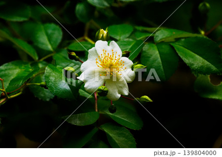 バラの原種バラ科ノイバラの花 バラの原種バラ科ノイバラの花 139804000