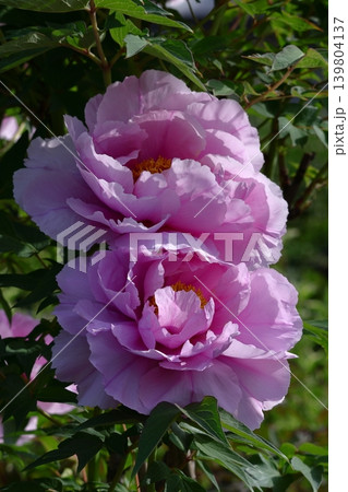 女性らしさを感じる花 女性らしさを感じる花 139804137