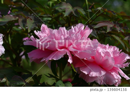 女性らしさを感じる花 女性らしさを感じる花 139804138