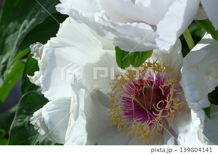 女性らしさを感じる花 女性らしさを感じる花 139804141