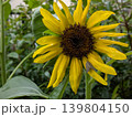 向日葵〜太陽に向かって 139804150