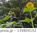 勇壮なひまわり 139804152