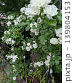 白薔薇 139804153