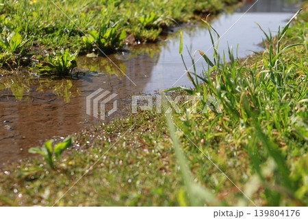 雨上がりの草地にできた水たまりと陽光にきらめく緑の雑草 雨上がりの草地にできた水たまりと陽光にきらめく緑の雑草 139804176