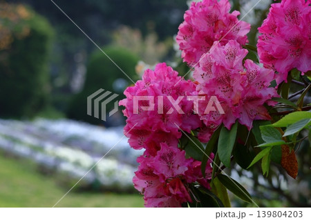 花木の女王 花木の女王 139804203