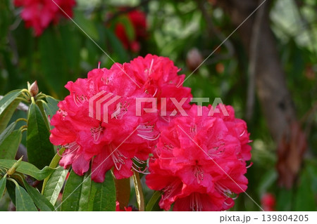 花木の女王 花木の女王 139804205