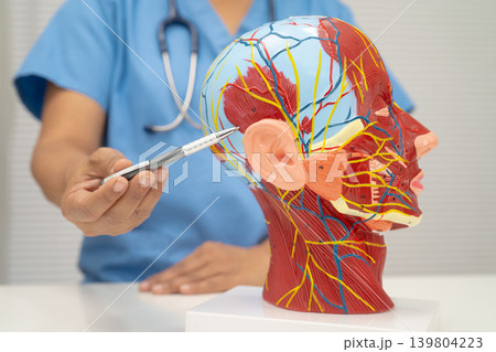 Asian doctor with half head and neck with vessels model. 139804223