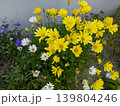 可憐な春の華 139804246