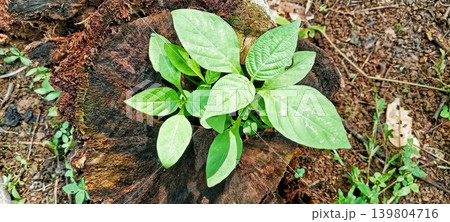 Green shoots growing on a rotten tree stump 139804716