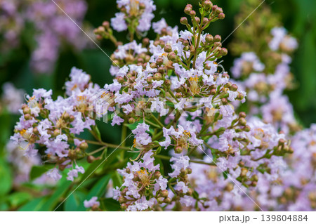 淡い紫色のサルスベリの花と緑の葉 淡い紫色のサルスベリの花と緑の葉 139804884