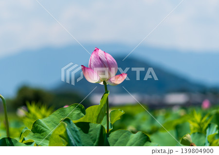 青空に向かってまっすぐに咲くピンクのハスの花 139804900