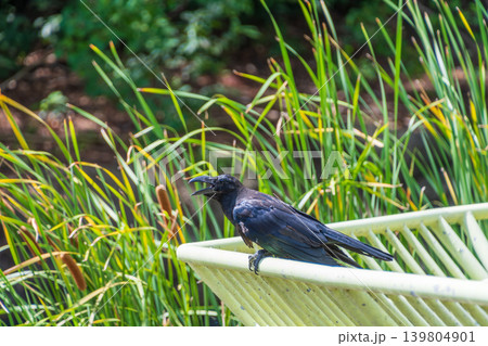 夏の水辺の柵にとまり口を開けて鳴くカラス 139804901