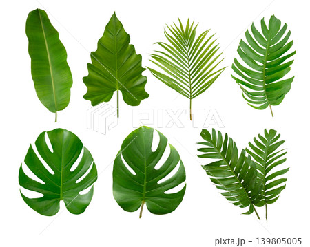 Banana, palm and momstera green leaf tropical plant isolated on white background. 139805005