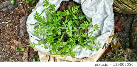 Green plant seedlings grow in a sack Green plant seedlings grow in a sack 139805050