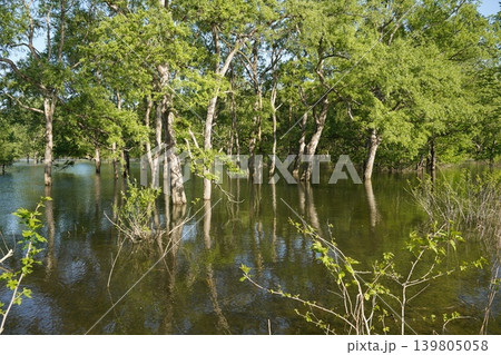 新緑に包まれた湖畔の風景 139805058