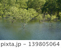 新緑の若葉と水面に映える新緑 139805064