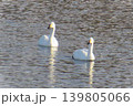 白鳥　鴨　渡り鳥　窪田水辺の楽校　米沢市 139805066