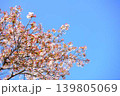 満開の桜　桜　さくら　桜　桜の花　花びら　ソメイヨシノ 139805069