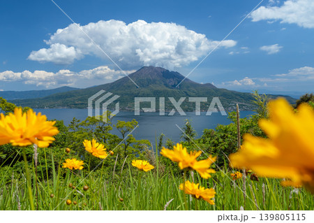 前景の植物と海と桜島を望む夏の風景 前景の植物と海と桜島を望む夏の風景 139805115