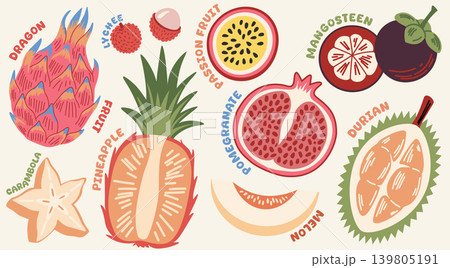Illustration set of colorful exotic tropical fruits with text labels. Dragon fruit, pineapple, mangosteen, and durian for educational posters, healthy food menu, and organic product packaging. 139805191