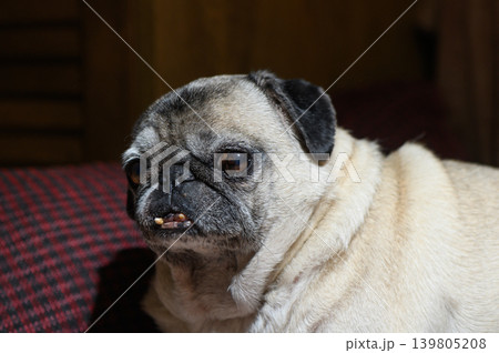 PClose-Up Portrait of a Pug Face on a Cushion PClose-Up Portrait of a Pug Face on a Cushion 139805208