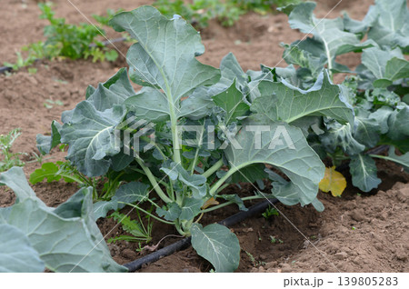 Fresh green broccoli plants thriving under the warm sun in a vibrant vegetable garden during the early afternoon Fresh green broccoli plants thriving under the warm sun in a vibrant vegetable garden during the early afternoon 139805283