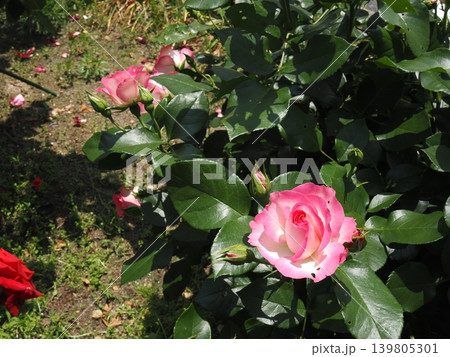 ​春のバラ園で単焦点レンズ撮影したピンクと白のグラデーションが美しい薔薇の花 139805301