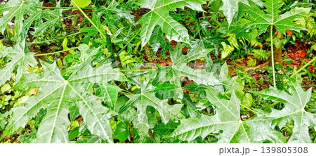 Fresh green Japanese papaya leaves after rain Fresh green Japanese papaya leaves after rain 139805308