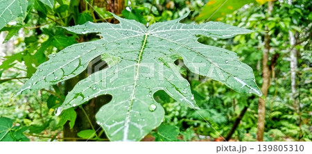 Green papaya leaf with water droplets in a tropical forest Green papaya leaf with water droplets in a tropical forest 139805310