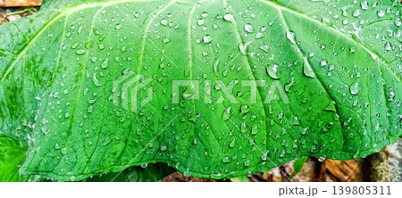 Wide green taro leaf with raindrops 139805311