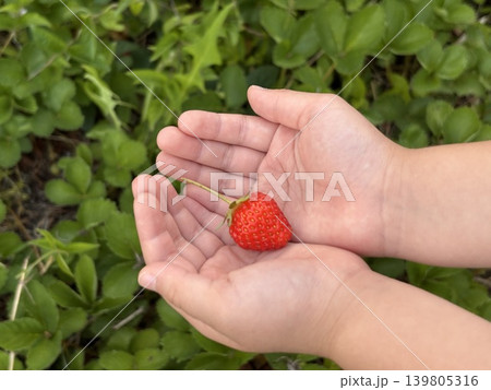 苺を持つ子供の可愛い手 苺を持つ子供の可愛い手 139805316