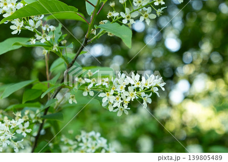 Blooming Bird Cherry Tree with White Flowers in Spring Garden Blooming Bird Cherry Tree with White Flowers in Spring Garden 139805489