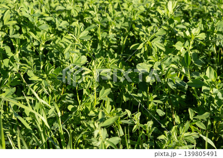 Lush Green Alfalfa Field Growing Under Bright Sunlight Lush Green Alfalfa Field Growing Under Bright Sunlight 139805491