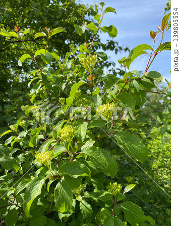 Close-up of green dogwood shrub branches with young flower buds in spring garden. Close-up of green dogwood shrub branches with young flower buds in spring garden. 139805554