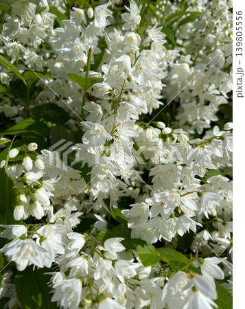 Abundant white flowers of Deutzia gracilis bush blooming in spring garden. 139805556