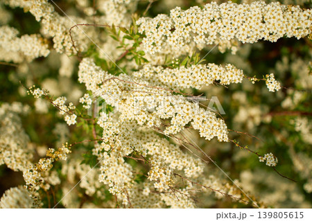 looking up at several thin, diagonal branches of a blooming spiraea bush 139805615
