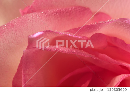 Macro shot of pink rose petal with fresh water droplets Macro shot of pink rose petal with fresh water droplets 139805690