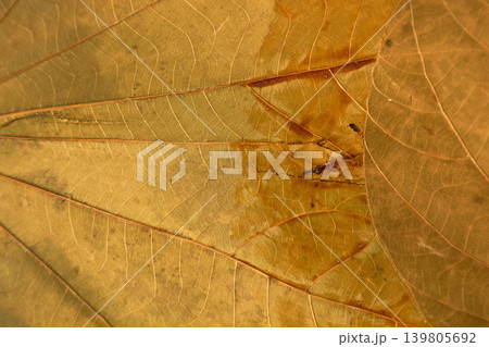 Handcrafted textile leaf motif. Decorative fabric featuring handcrafted leaf vein motifs for home and upholstery projects 139805692