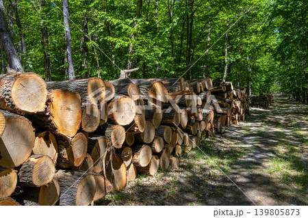 Stacked Wood Logs In Green Forest Stacked Wood Logs In Green Forest 139805873