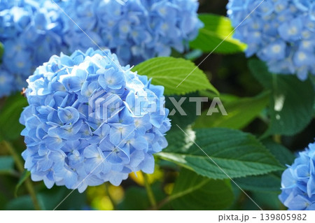 紫陽花の咲く初夏 139805982