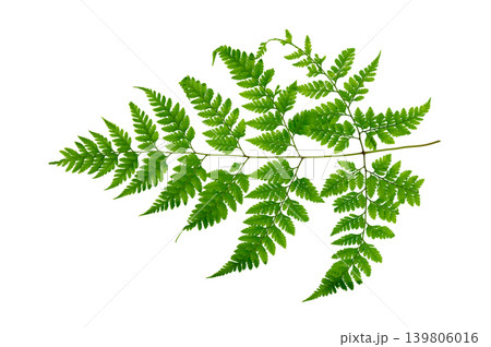 Single fresh green fern leaf branch isolated on transparent background Single fresh green fern leaf branch isolated on transparent background 139806016